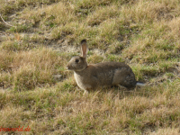 Baltrum August 2014